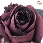 Ceres Rose - Prune Amethyst (10 Stems)-Dusty Vintage Purple-Ecd-prflorist.com.my