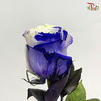 Ceres Rose - Purple White (10 Stems)-Ecd-prflorist.com.my