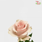 Ceres Rose - Quicksand 50/60cm (10 Stems)-Brown-Ecd-prflorist.com.my