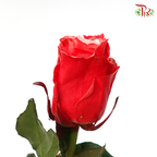 Ceres Rose - Red Velvet (10 Stems)-Ecd-prflorist.com.my