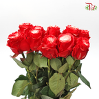 Ceres Rose - Red Velvet (10 Stems)-Ecd-prflorist.com.my