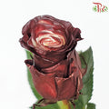 Ceres Rose - Red Wine (10 Stems)-Ecd-prflorist.com.my