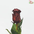 Ceres Rose - Red Wine (10 Stems)-Ecd-prflorist.com.my
