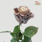 Ceres Rose - Rose Quartz (10 Stems)-Ecd-prflorist.com.my