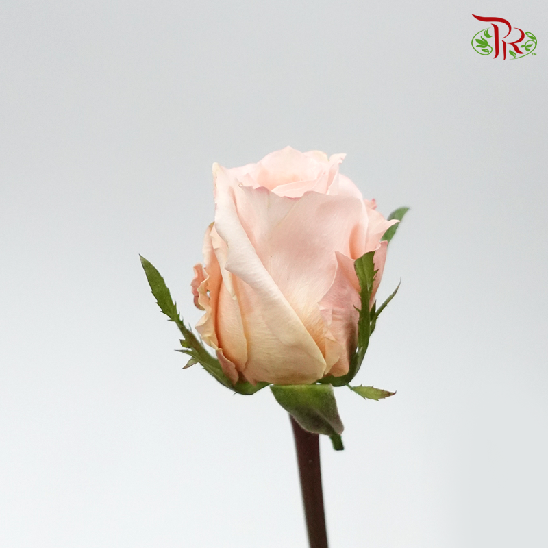 Ceres Rose - Shimmer (10 Stems)-Ecd-prflorist.com.my