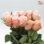 Ceres Rose - Shimmer (10 Stems)-Ecd-prflorist.com.my
