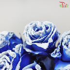 Ceres Rose - Snowy Blue (10 stems)-Ecd-prflorist.com.my