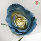 Ceres Rose - Sweet Clouds (10 Stems)-Ecd-prflorist.com.my