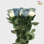 Ceres Rose - Sweet Clouds (10 Stems)-Ecd-prflorist.com.my