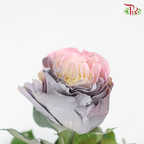 Ceres Rose - Sweet Fairy (10 Stems)-Ecd-prflorist.com.my