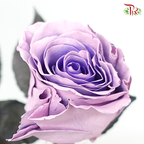 Ceres Rose - Sweet Pink (10 Stems)-Pink/Purple-Ecd-prflorist.com.my