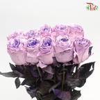 Ceres Rose - Sweet Pink (10 Stems)-Pink/Purple-Ecd-prflorist.com.my