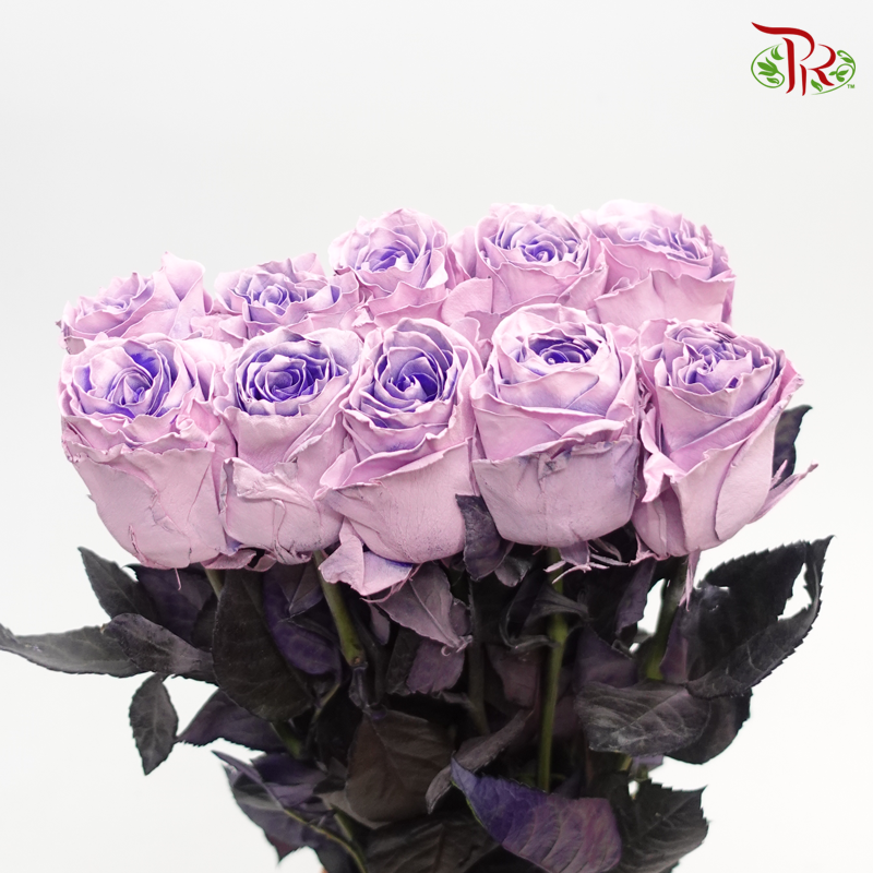 Ceres Rose - Sweet Pink (10 Stems)-Pink/Purple-Ecd-prflorist.com.my
