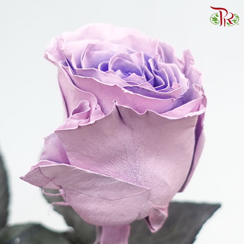 Ceres Rose - Sweet Pink (10 Stems)-Pink/Purple-Ecd-prflorist.com.my