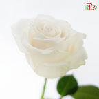 Ceres Rose - Vendela (10 Stems)-Cream-Ecd-prflorist.com.my