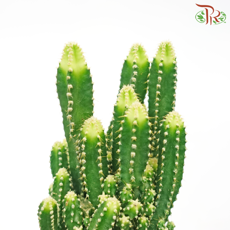 Cereus Cactus《万重山-仙人掌》-Pudu Ria Florist-prflorist.com.my