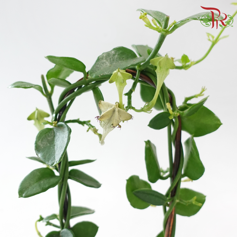 Ceropegia Sandersonii 120《降落伞》-Pudu Ria Florist-prflorist.com.my