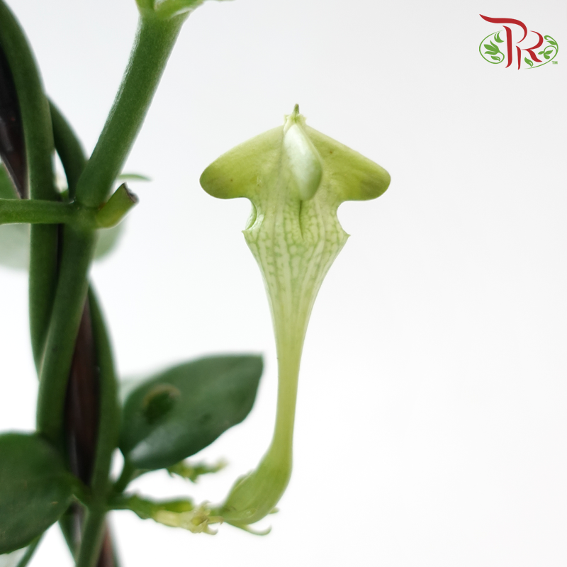 Ceropegia Sandersonii 120《降落伞》-Pudu Ria Florist-prflorist.com.my