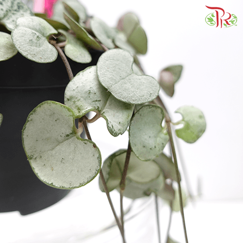 Ceropegia Woodii Silver Glory《愛之蔓》