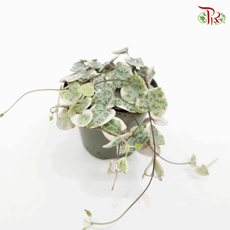 Ceropegia Woodii Variegated 《愛之蔓锦》-Pudu Ria Florist-prflorist.com.my