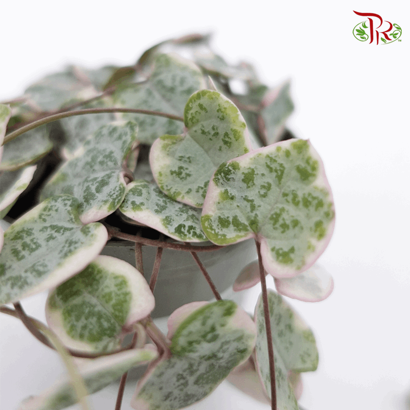 Ceropegia Woodii Variegated 《愛之蔓锦》-Pudu Ria Florist-prflorist.com.my
