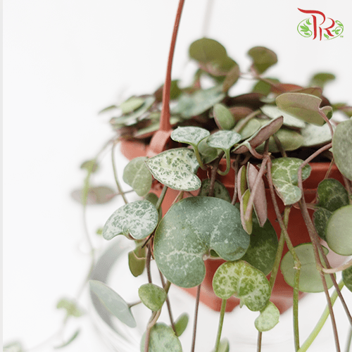Ceropegia Woodii《愛之蔓》-Pudu Ria Florist-prflorist.com.my