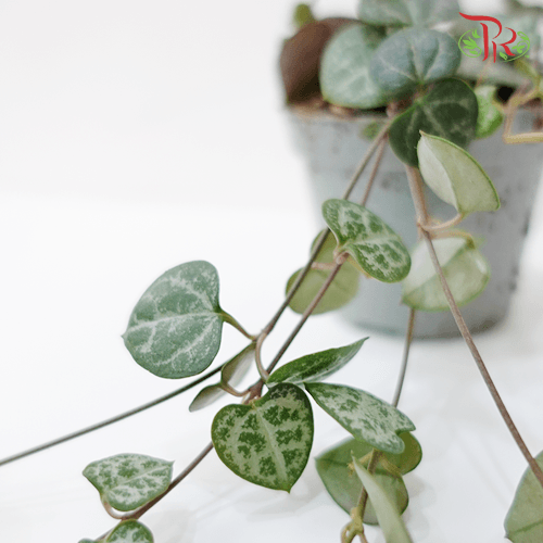 Ceropegia Woodii《愛之蔓》(6CM)-Pudu Ria Florist-prflorist.com.my