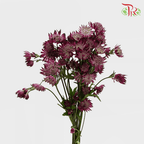 Astrantia - Dark Pink (5 Stems) - Pudu Ria Florist