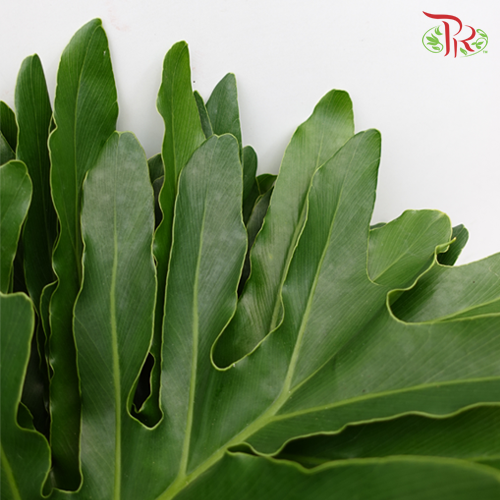 Papaya Leaf - S (10 Stems) - Pudu Ria Florist