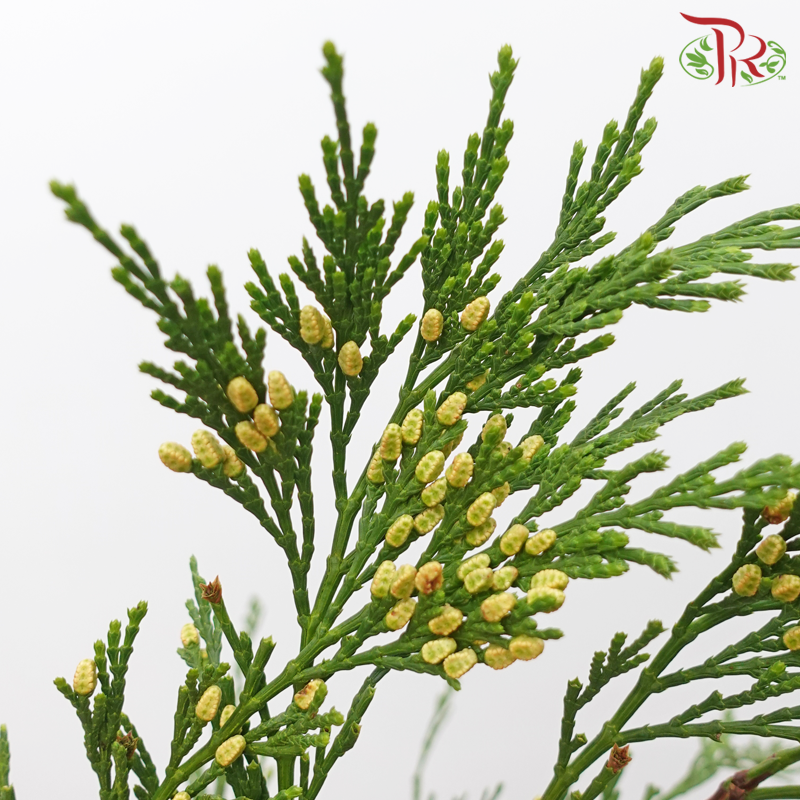 Chamaecyparis Calocedrus - Yellow (Per Bunch)-Yellow-Netherland-prflorist.com.my