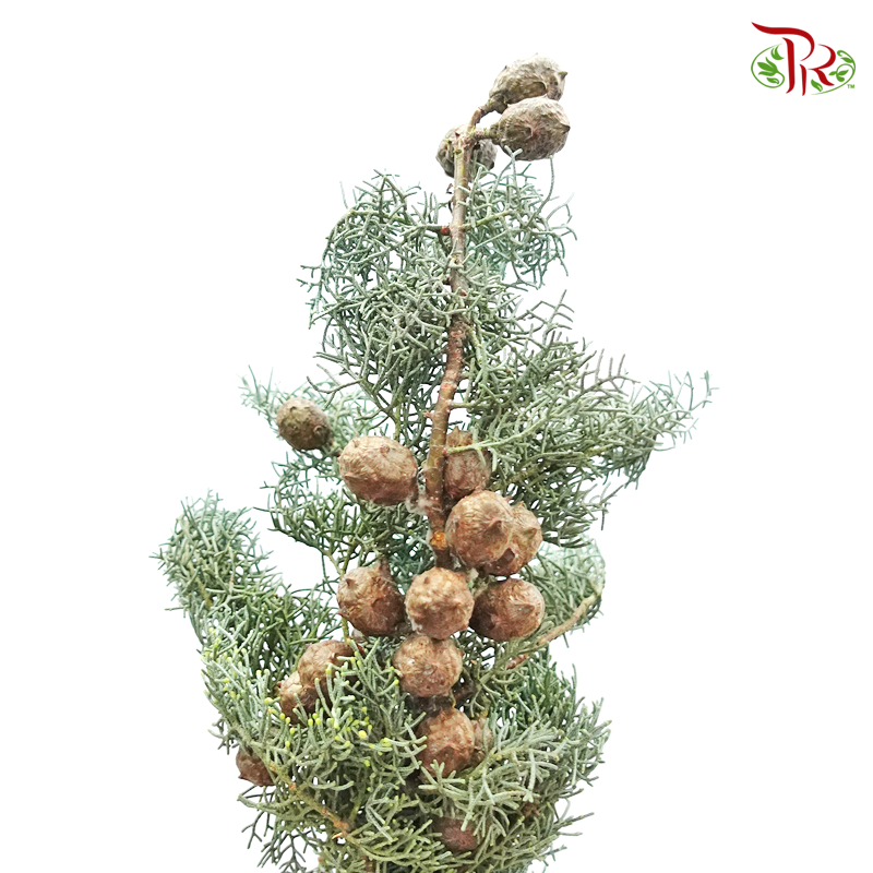 Chamaecyparis Cypress Leaf With Seeds - (Per Bunch)-Green-Netherland-prflorist.com.my