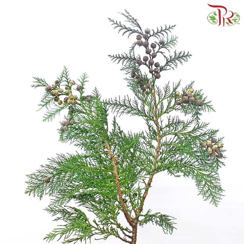 Chamaecyparis Cypress Leaf With Seeds (Per Bunch)-Netherland-prflorist.com.my