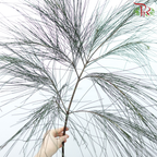 Chamaecyparis Dark Green - (Huang Ma Song ) - (Per Bunch)-China-prflorist.com.my