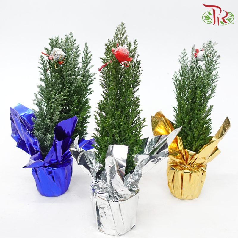 Chamaecyparis Ellwoodii (Gift Series)《美國扁柏》(RANDOMLY SELECTED)