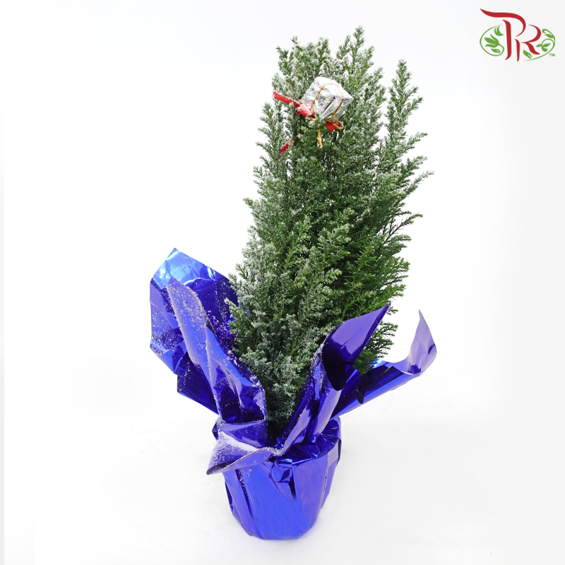 Chamaecyparis Ellwoodii (Gift Series)《美國扁柏》(RANDOMLY SELECTED)