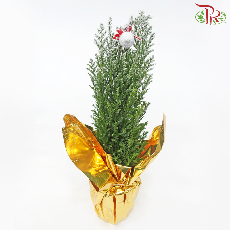 Chamaecyparis Ellwoodii (Gift Series)《美國扁柏》(RANDOMLY SELECTED)