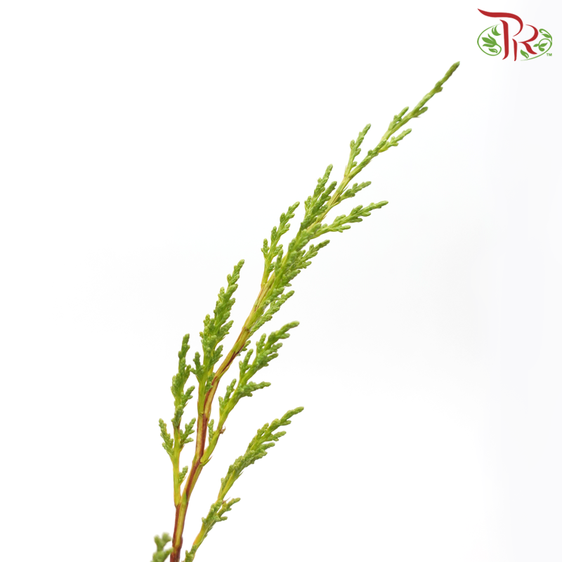 Chamaecyparis Leaf - Tone Green (Per Bunch)-Tone green-Netherland-prflorist.com.my