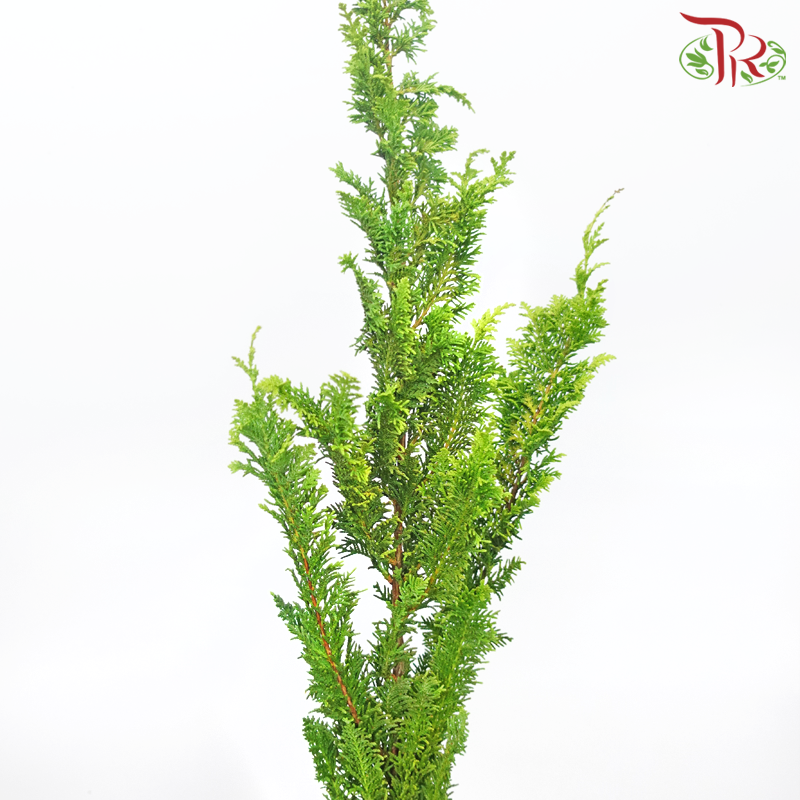 Chamaecyparis Light Green - (Huang Ma Song) - (Per Bunch)-China-prflorist.com.my
