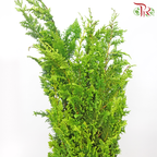 Chamaecyparis Light Green - (Huang Ma Song) - (Per Bunch)-China-prflorist.com.my
