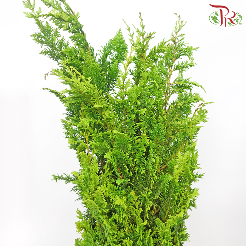 Chamaecyparis Light Green - (Huang Ma Song) - (Per Bunch)-China-prflorist.com.my