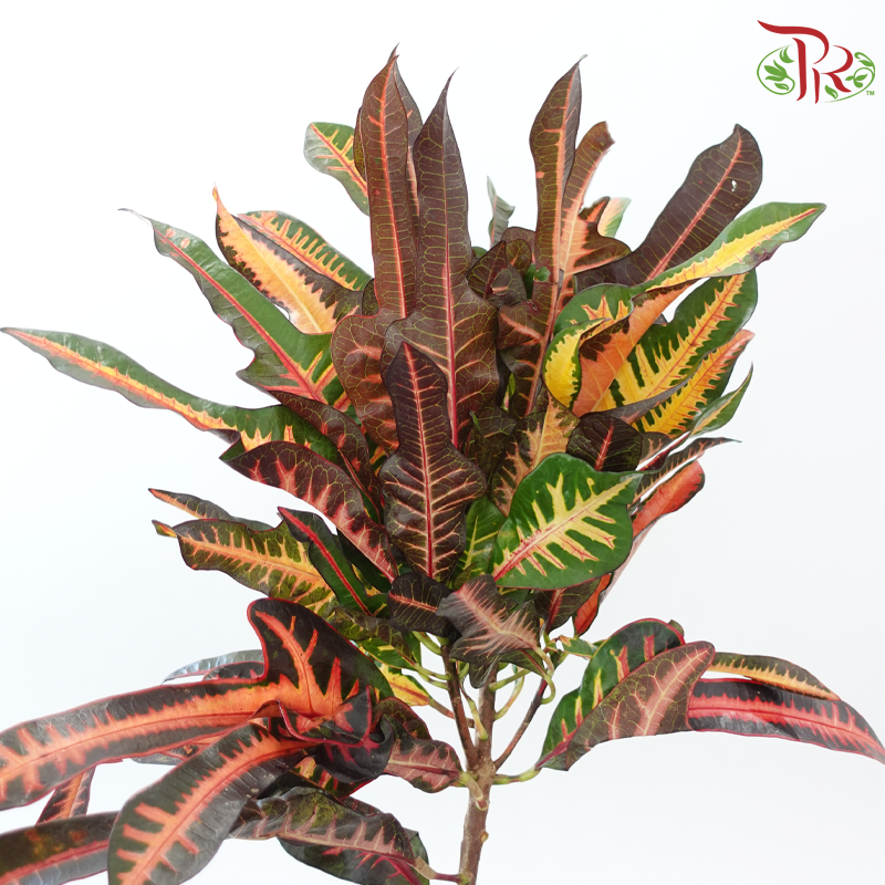 Chameleon Leaf (Per Bunch)-China-prflorist.com.my