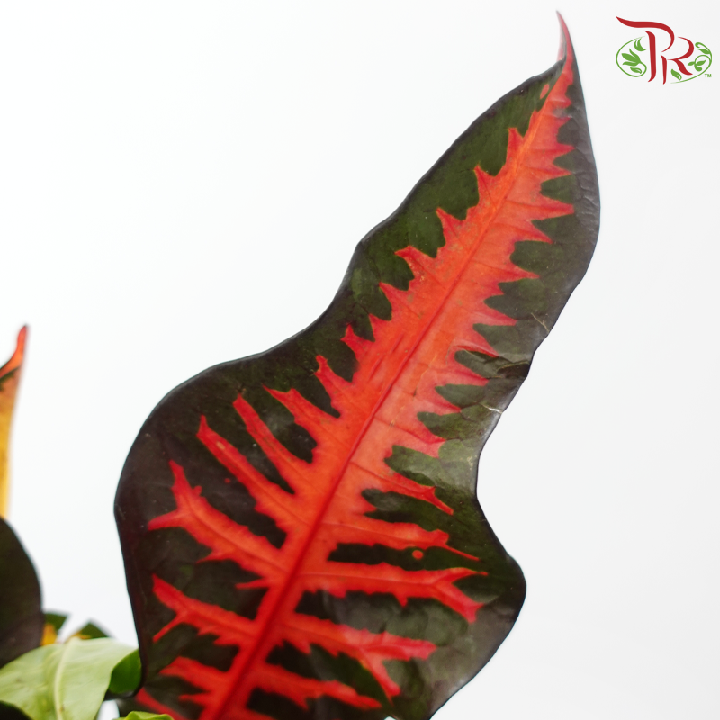 Chameleon Leaf (Per Bunch)-China-prflorist.com.my