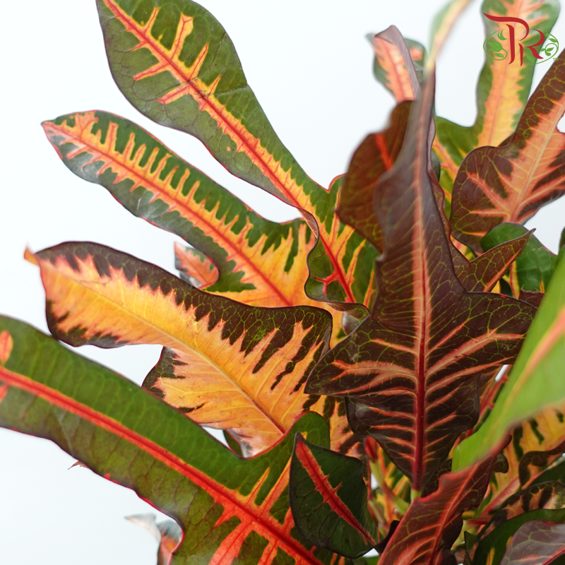 Chameleon Leaf (Per Bunch)-China-prflorist.com.my
