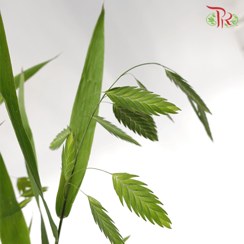 Chasmanthium Grass (10 Stems)-Netherland-prflorist.com.my
