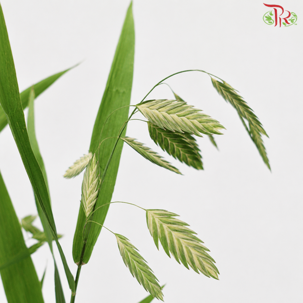 Chasmanthium Grass - (Per Bunch)