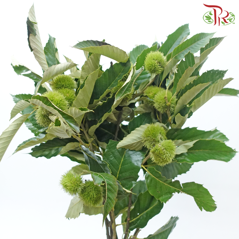 Chestnut - (Per Bunch)-China-prflorist.com.my