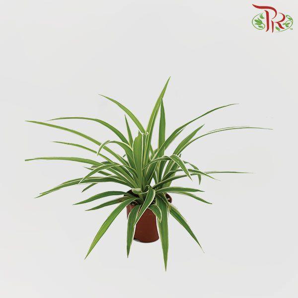 Chlorophytum comosum (local)-Pudu Ria Florist-prflorist.com.my