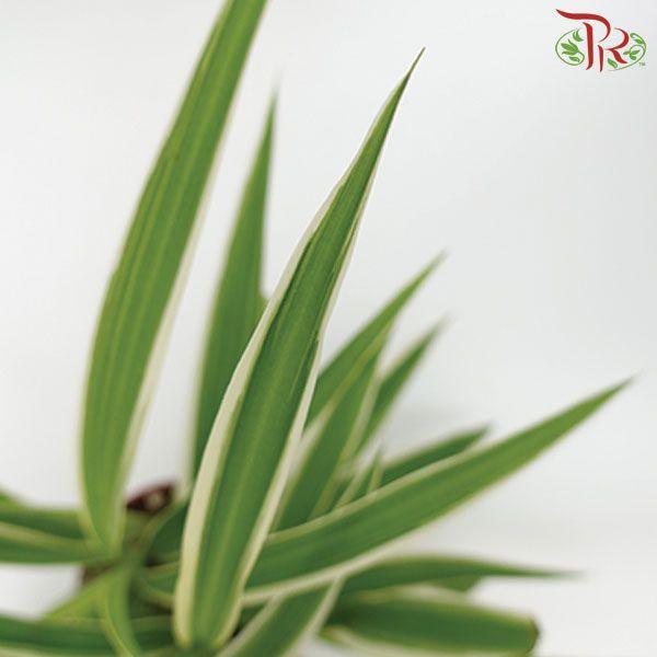 Chlorophytum comosum (local)-Pudu Ria Florist-prflorist.com.my