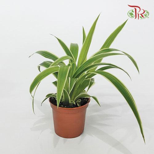 Chlorophytum Comosum Ocean《吊兰》-Pudu Ria Florist-prflorist.com.my