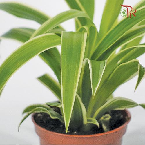 Chlorophytum Comosum Ocean《吊兰》-Pudu Ria Florist-prflorist.com.my
